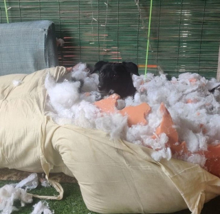 Illustration de l'article : 20 photos amusantes d'animaux qui sont de vrais petits fauteurs de troubles !