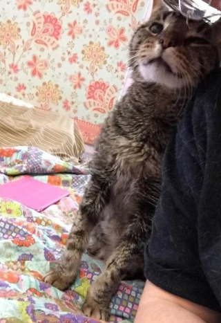 Illustration de l'article : N'ayant connu qu'une seule famille pendant 16 ans, ce vieux chat orphelin ne pensait jamais retrouver l'amour