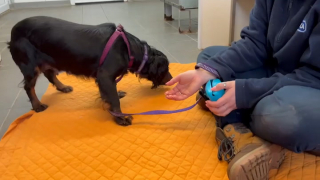 Illustration de l'article : Une chienne abandonnée dans une cage au bord de la route apprend le sens des mots « confiance » et « amour » (vidéo)