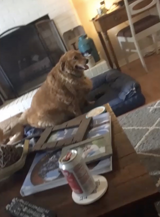 Illustration de l'article : Elle recueille une chienne obèse et se donne pour mission de lui sauver la vie en la mettant au régime