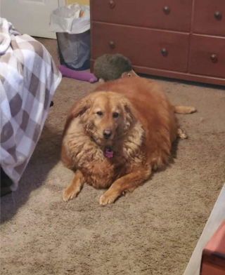 Illustration de l'article : Elle recueille une chienne obèse et se donne pour mission de lui sauver la vie en la mettant au régime