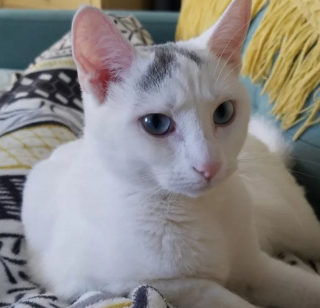 Illustration de l'article : 15 jolies photos qui combleront de bonheur les amoureux des chats