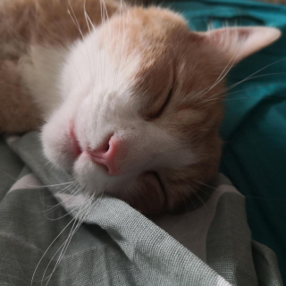 Illustration de l'article : 15 jolies photos qui combleront de bonheur les amoureux des chats