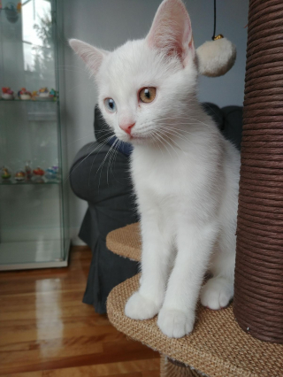 Illustration de l'article : 15 jolies photos qui combleront de bonheur les amoureux des chats