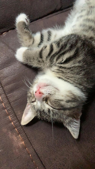 Illustration de l'article : 15 jolies photos qui combleront de bonheur les amoureux des chats