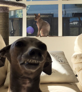 Illustration de l'article : 18 chiens blagueurs dans l'âme, dont l'activité préférée consiste à ruiner les photos !