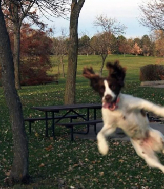 Illustration de l'article : 18 chiens blagueurs dans l'âme, dont l'activité préférée consiste à ruiner les photos !