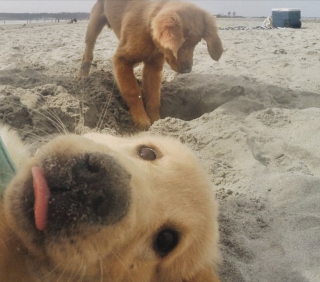 Illustration de l'article : 18 chiens blagueurs dans l'âme, dont l'activité préférée consiste à ruiner les photos !