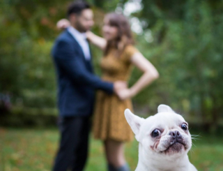 Illustration de l'article : 18 chiens blagueurs dans l'âme, dont l'activité préférée consiste à ruiner les photos !