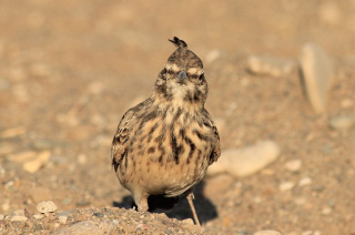 Illustration de l'article : Chats confinés pour protéger une espèce d'oiseau menacée : la décision fait débat parmi les habitants