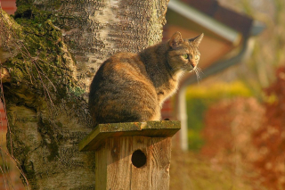 Illustration de l'article : Chats confinés pour protéger une espèce d'oiseau menacée : la décision fait débat parmi les habitants