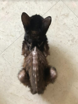 Illustration de l'article : Un chat avec la peau sur les os réalise une transformation impressionnante grâce à une association