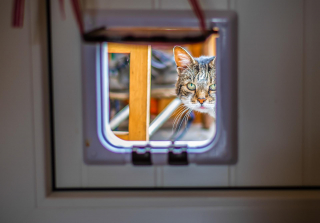 Illustration de l'article : En se trompant de maison, ce chat crée une scène hilarante qui a fait mourir de rire des millions d'internautes (vidéo)