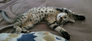 Illustration de l'article : 20 photos de chiens et chats adorables qui devraient soigner votre moral