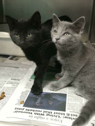 Illustration de l'article : 20 photos de chiens et chats adorables qui devraient soigner votre moral