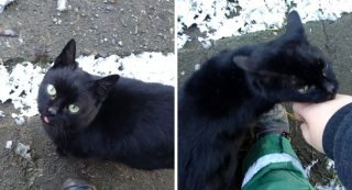 Illustration de l'article : 20 photos de chiens et chats adorables qui devraient soigner votre moral