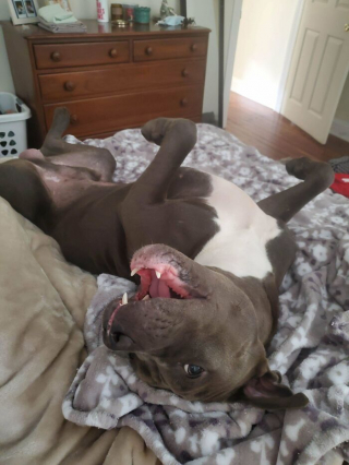 Illustration de l'article : 20 photos de chiens et chats adorables qui devraient soigner votre moral