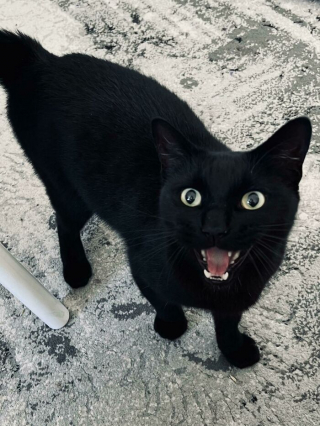 Illustration de l'article : 20 photos de chiens et chats adorables qui devraient soigner votre moral