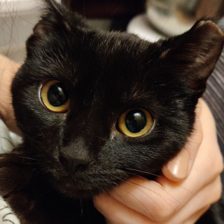 Illustration de l'article : 20 photos de chiens et chats adorables qui devraient soigner votre moral