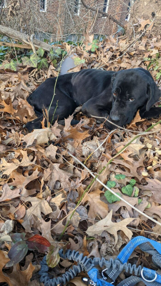 Illustration de l'article : 20 photos de chiens et chats adorables qui devraient soigner votre moral