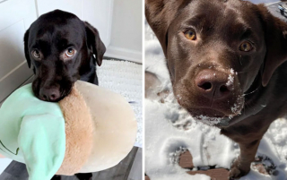 Illustration de l'article : 20 photos de chiens et chats adorables qui devraient soigner votre moral