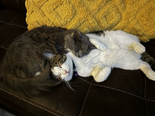 Illustration de l'article : 20 photos de chiens et chats adorables qui devraient soigner votre moral