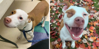 Illustration de l'article : 20 photos de chiens et chats adorables qui devraient soigner votre moral