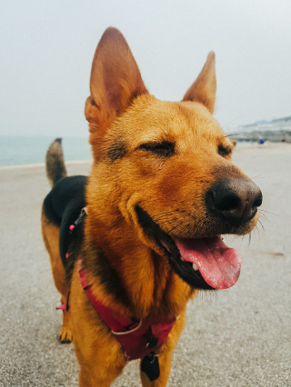 Illustration de l'article : 20 photos de chiens et chats adorables qui devraient soigner votre moral