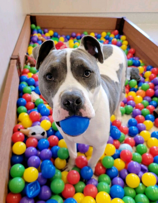 Illustration de l'article : 20 photos de chiens et chats adorables qui devraient soigner votre moral