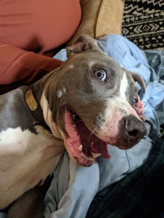 Illustration de l'article : 20 photos de chiens et chats adorables qui devraient soigner votre moral