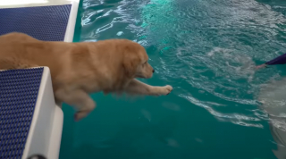 Illustration de l'article : La rencontre inoubliable entre un Golden Retriever et un dauphin donne lieu à une vidéo magnifique