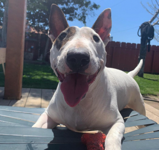 Illustration de l'article : Un chien est surpris en train de jouer sur une balançoire et offre un moment magique