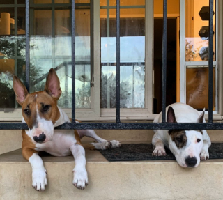 Illustration de l'article : Un chien est surpris en train de jouer sur une balançoire et offre un moment magique