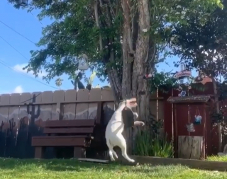 Illustration de l'article : Un chien est surpris en train de jouer sur une balançoire et offre un moment magique
