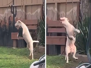 Illustration de l'article : Un chien est surpris en train de jouer sur une balançoire et offre un moment magique