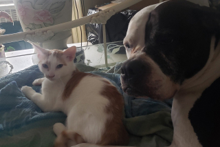 Article illustration: Barely recovered from an illness, these kittens help their new big sister Pitbull overcome her separation anxiety