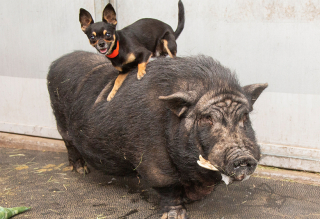 Illustration de l'article : Un Chihuahua et un cochon sauvés par une association forment le couple inséparable emblématique de Timon et Pumba