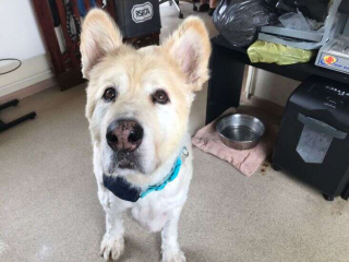 Illustration de l'article : Atteint d'obésité, ce chien senior retrouve sa joie et sa vitalité grâce au dévouement de ses bienfaiteurs