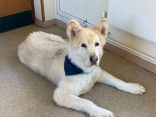 Illustration de l'article : Atteint d'obésité, ce chien senior retrouve sa joie et sa vitalité grâce au dévouement de ses bienfaiteurs