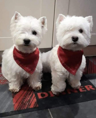 Illustration de l'article : 2 chiens voués à l'euthanasie en raison d'un œil manquant prennent une belle revanche sur la vie 