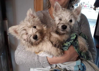 Illustration de l'article : 2 chiens voués à l'euthanasie en raison d'un œil manquant prennent une belle revanche sur la vie 