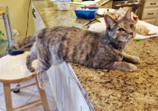 Illustration de l'article : 12 photos de chiens et chats qui n'ont aucune honte à outrepasser les règles