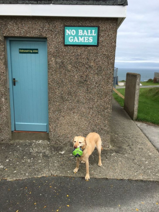 Illustration de l'article : 12 photos de chiens et chats qui n'ont aucune honte à outrepasser les règles