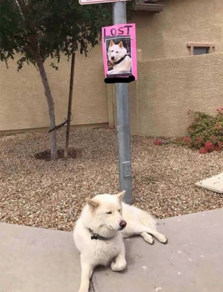 Illustration de l'article : 12 photos de chiens et chats qui n'ont aucune honte à outrepasser les règles