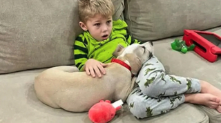 Illustration de l'article : À 6 ans, ce garçon écrit d'adorables lettres pour dire aux futurs adoptants que le chien recueilli par sa famille est "le meilleur chien du monde"