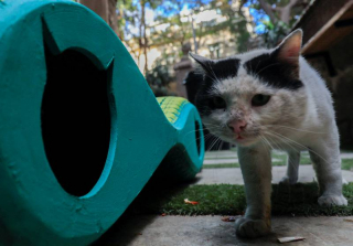 Illustration de l'article : Pour protéger les chats errants contre les intempéries, un designer fabrique des abris en recyclant des pneus