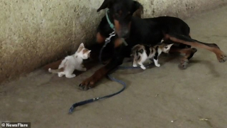 Illustration de l'article : Une chienne Dobermann surmonte l'épreuve de la fausse couche en adoptant des chatons orphelins