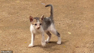Illustration de l'article : Une chienne Dobermann surmonte l'épreuve de la fausse couche en adoptant des chatons orphelins