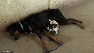 Illustration de l'article : Une chienne Dobermann surmonte l'épreuve de la fausse couche en adoptant des chatons orphelins