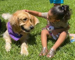 Illustration de l'article : 8 chiens de réconfort ont été dépêchés sur les lieux de la fusillade d’Uvalde au Texas pour soutenir les personnes touchées par le drame